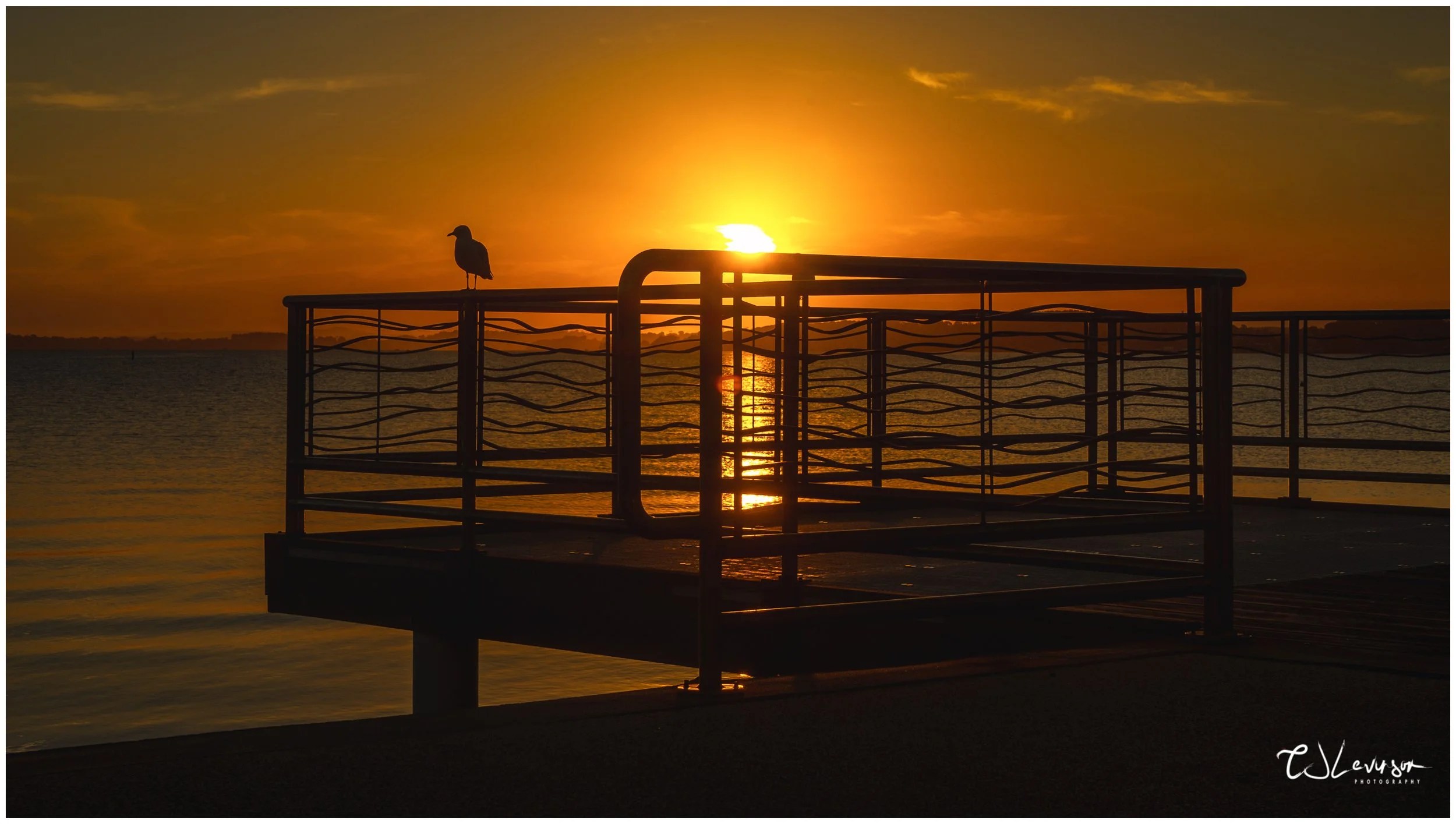Seagull Sunset