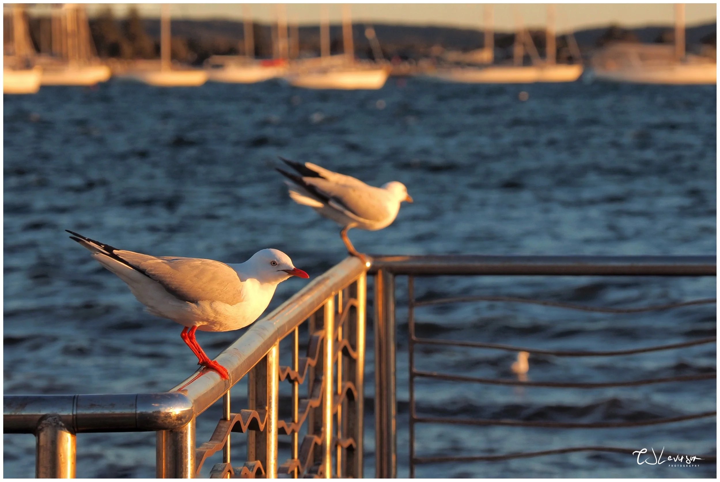 Seagulls by the Lake