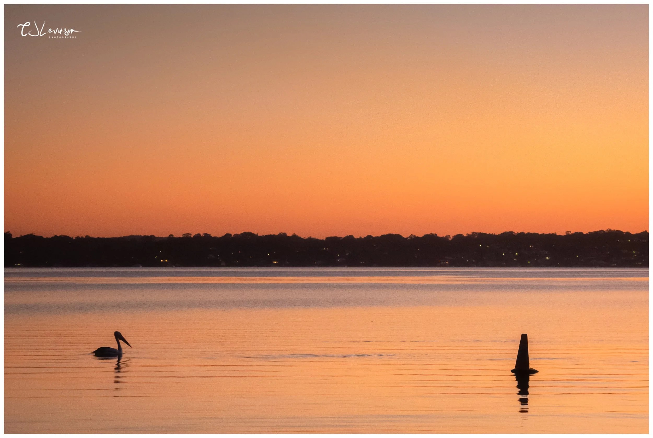 Pelican on the Lake at Dusk