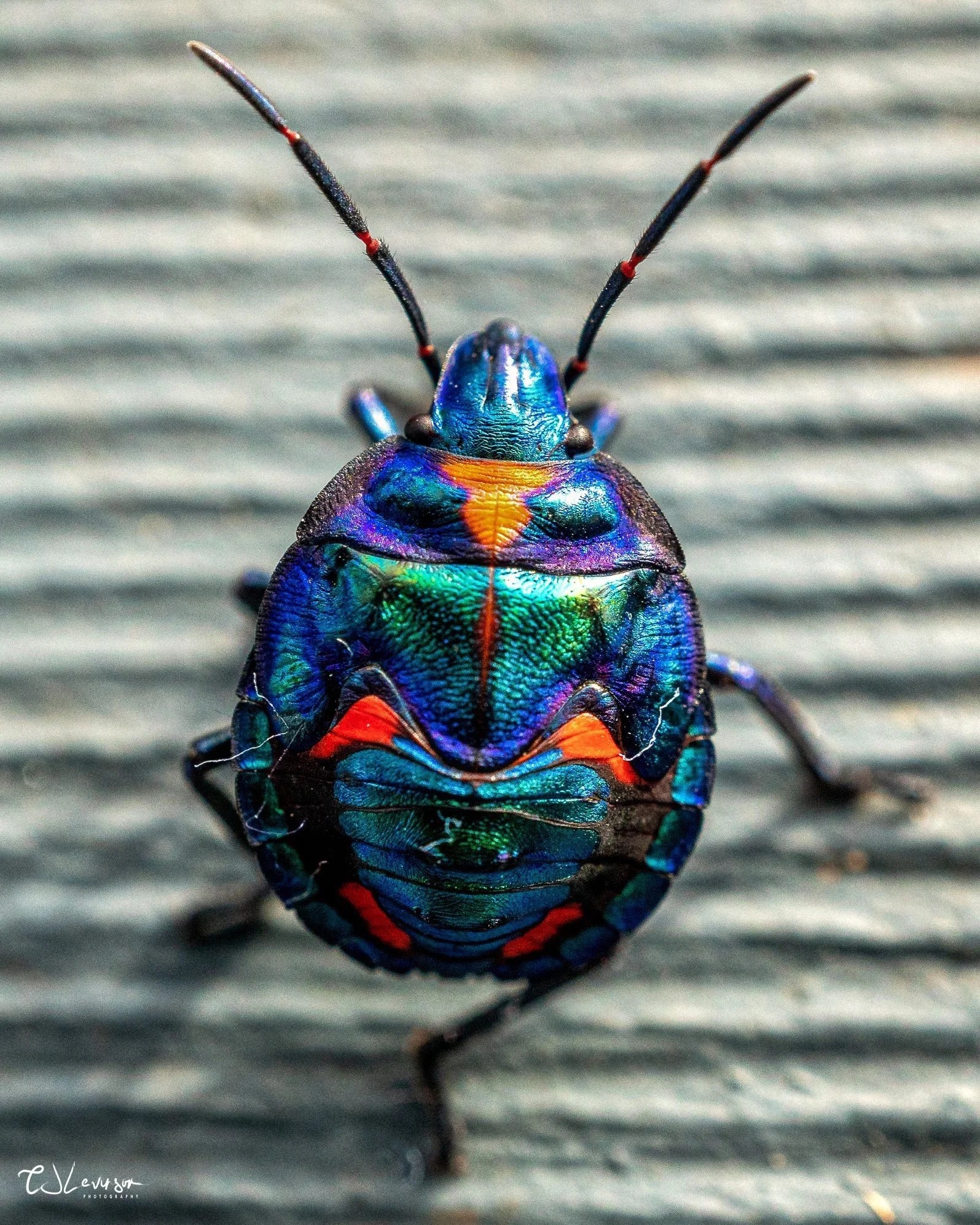 Harlequin Bug